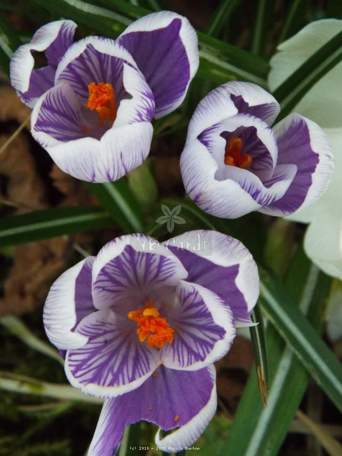 Crocus