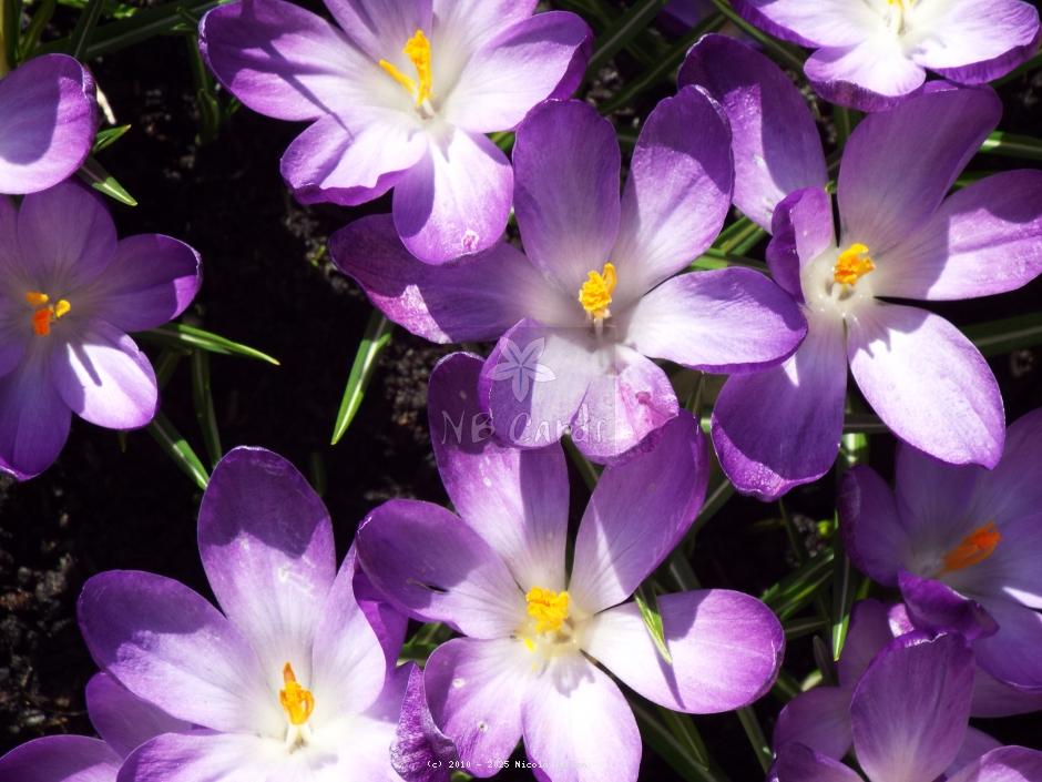 Crocus