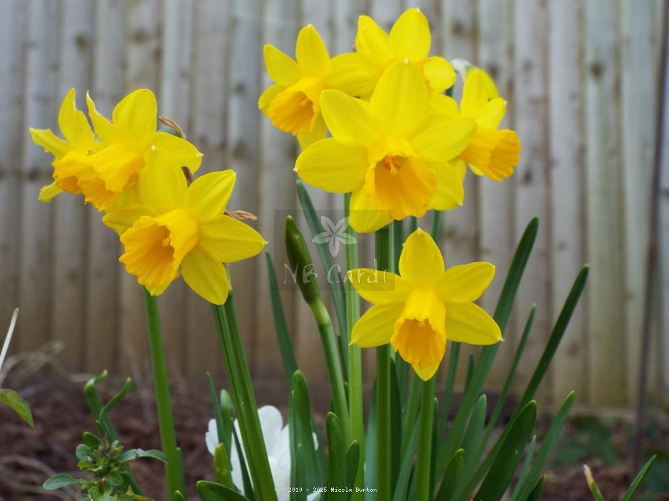 Daffodil