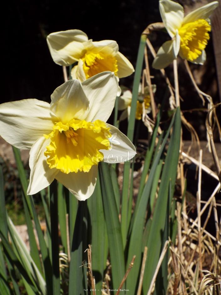 Daffodil