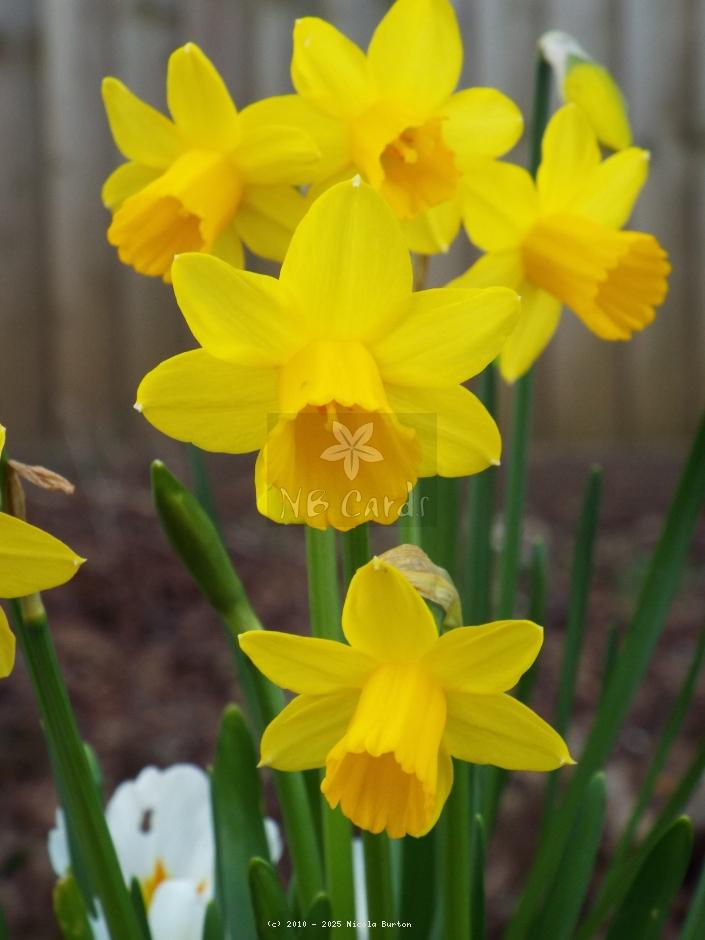 Daffodil