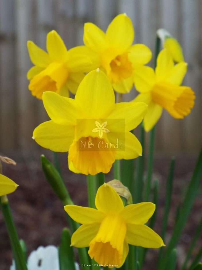 Daffodil