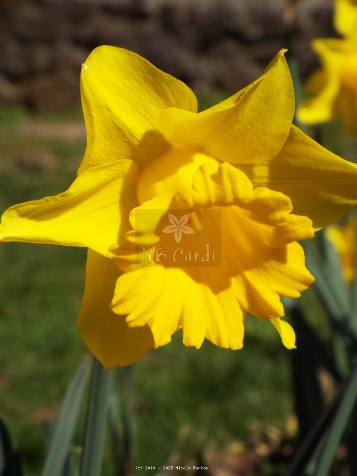 Daffodil