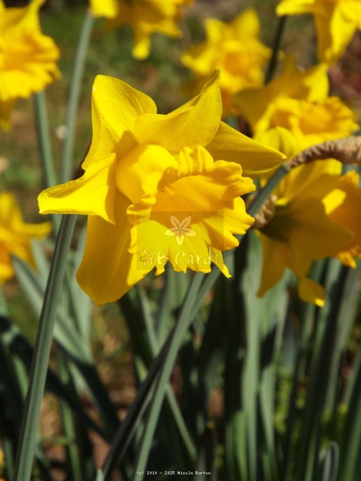 Daffodil
