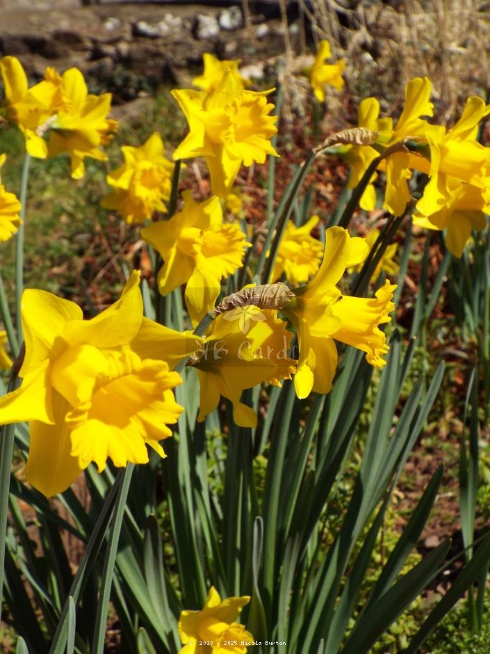 Daffodil