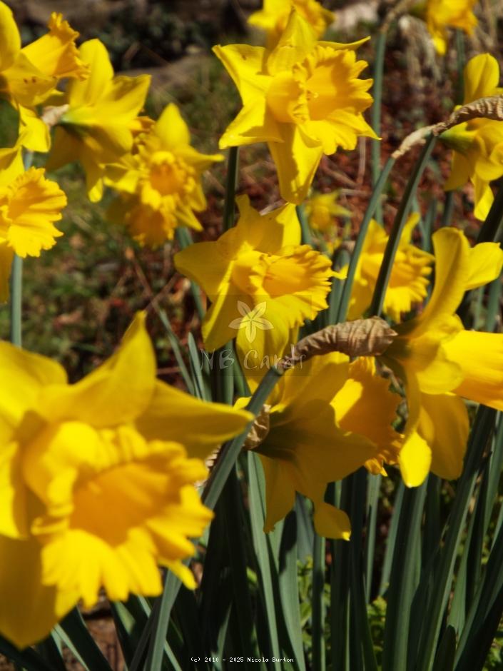 Daffodil