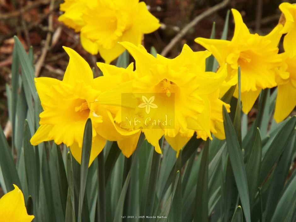 Daffodil