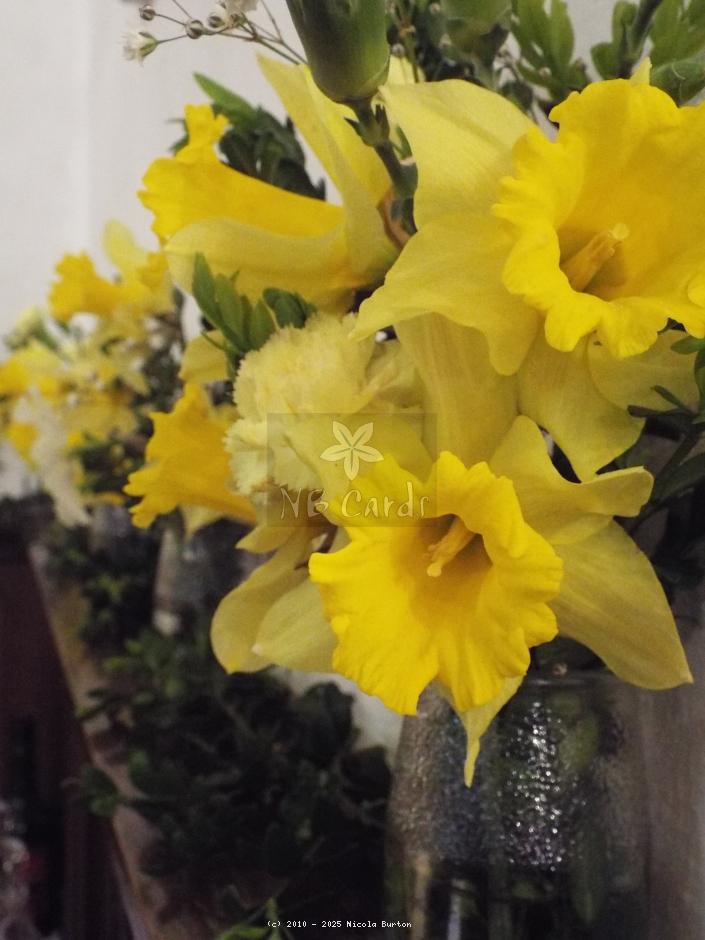 Daffodil