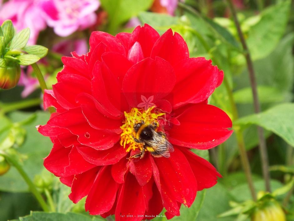 Dahlia