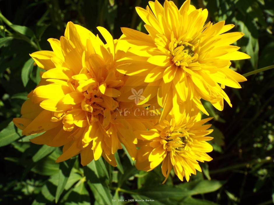 Dahlia
