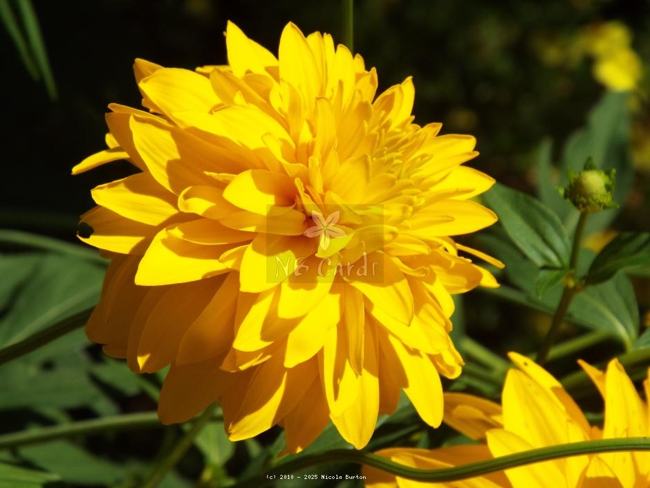 Dahlia