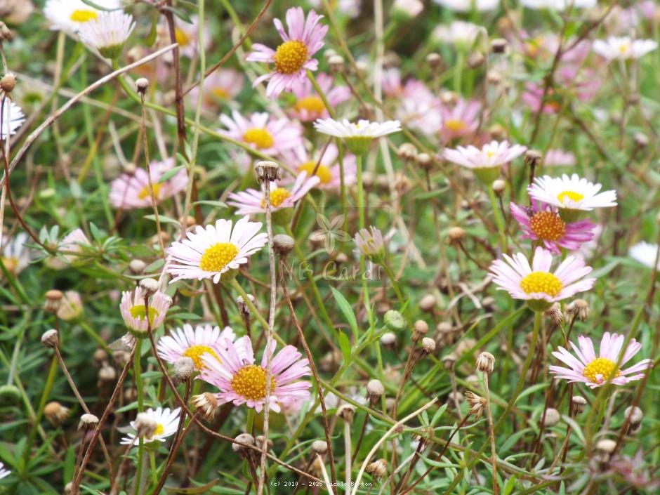 Daisy