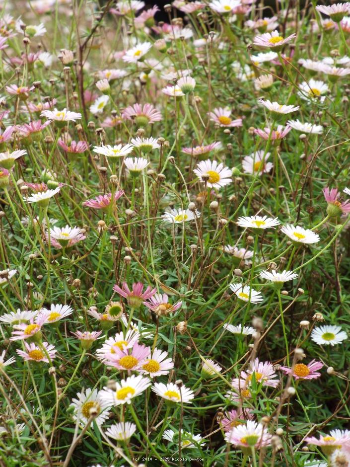 Daisy
