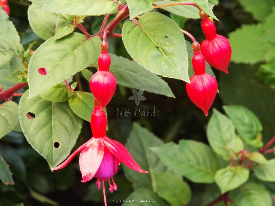 Fushia 1