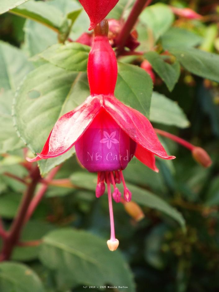 Fushia 2