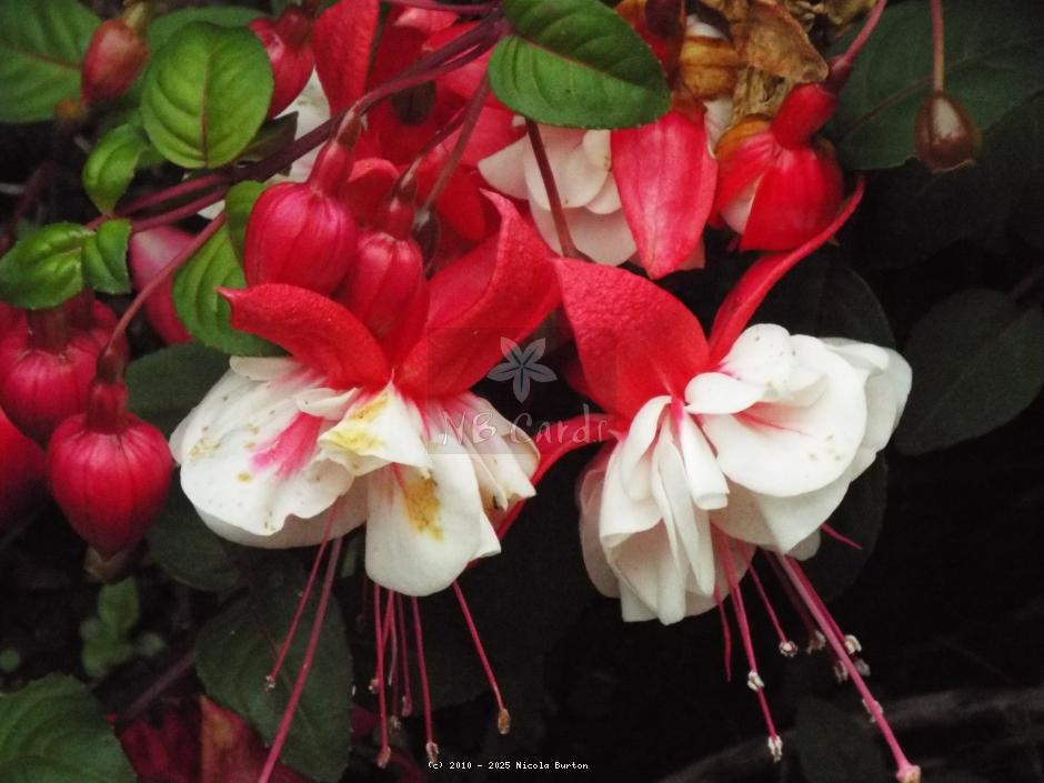 Fushia 3