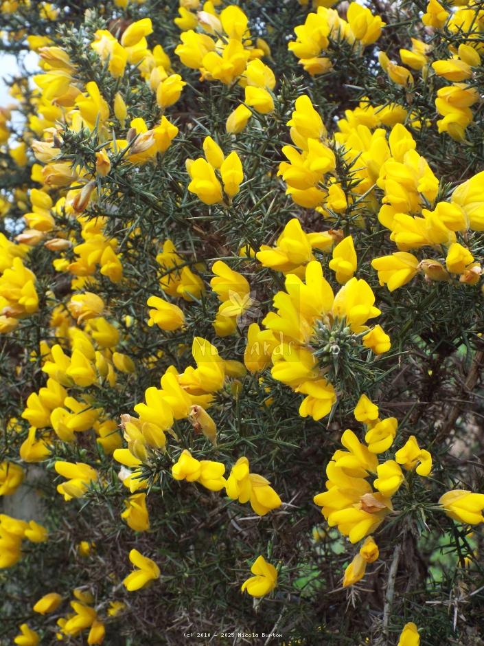 Gorse
