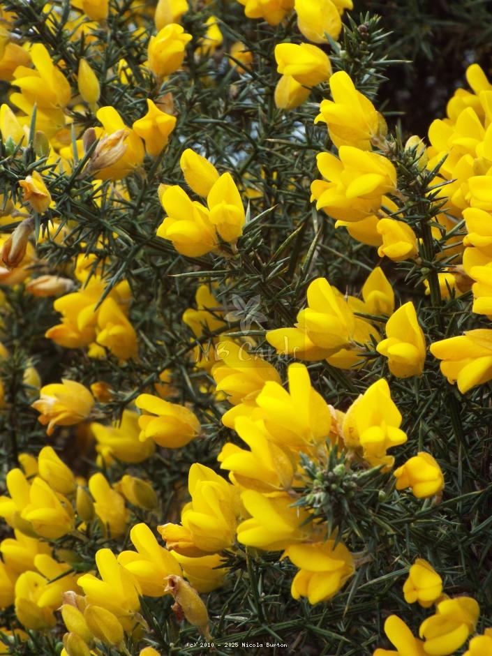 Gorse