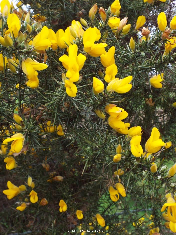 Gorse