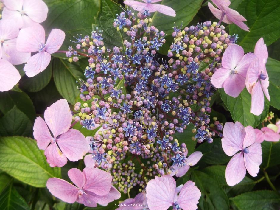 Hydrangea
