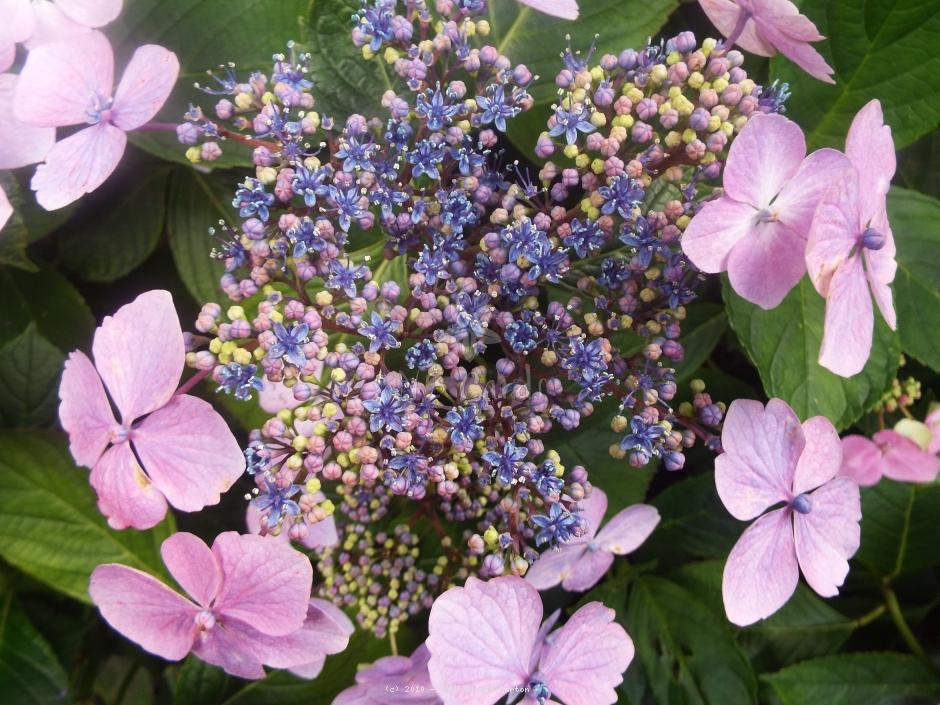 Hydrangea