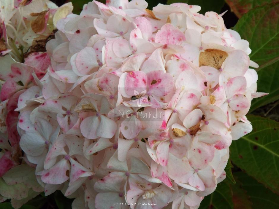 Hydrangea