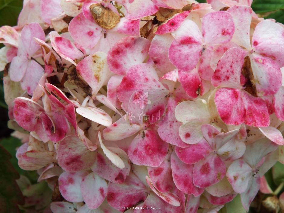 Hydrangea