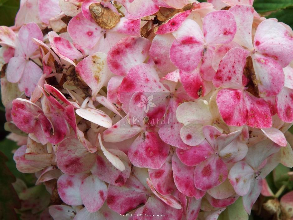 Hydrangea