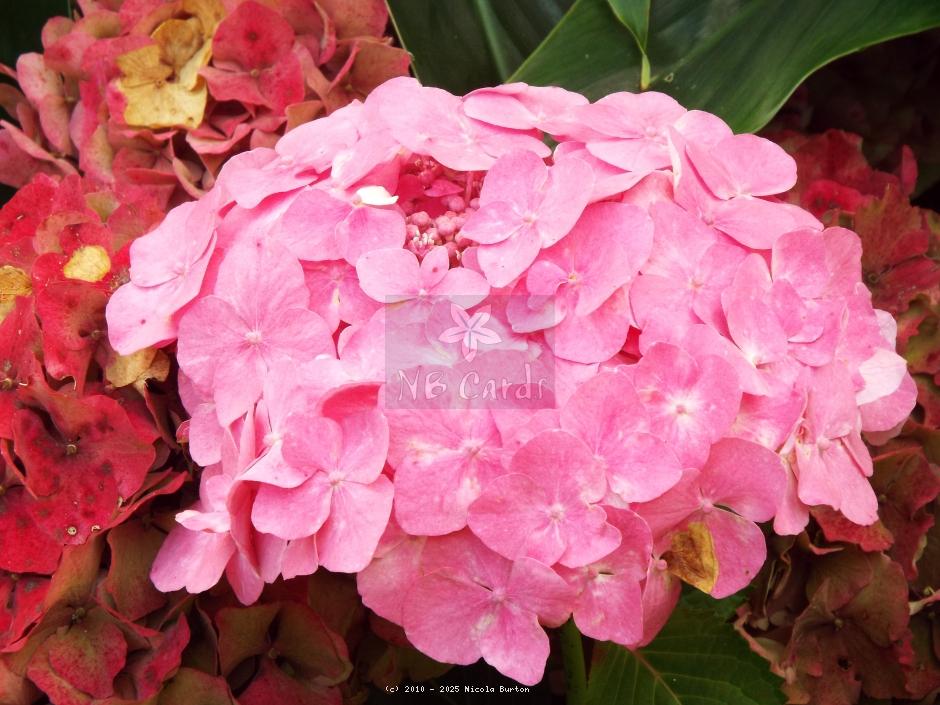 Hydrangea