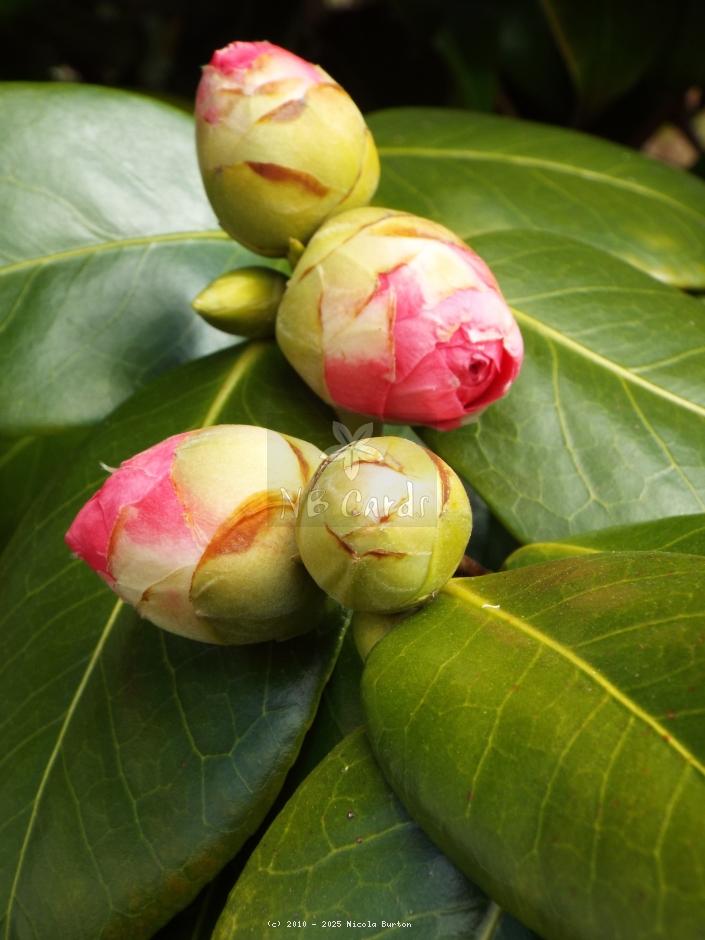 Magnolia