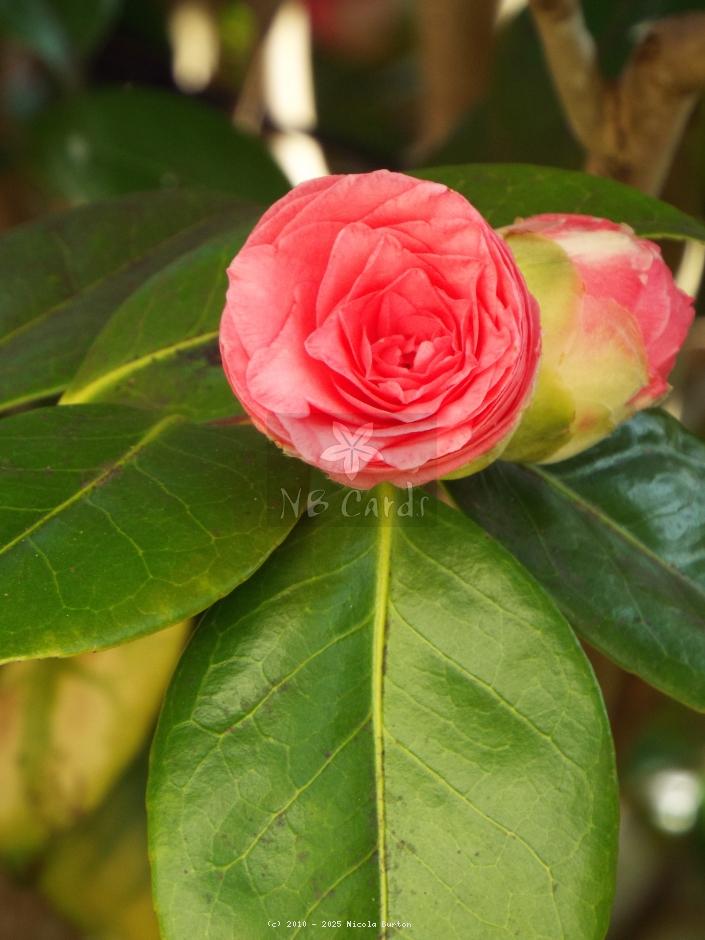 Magnolia