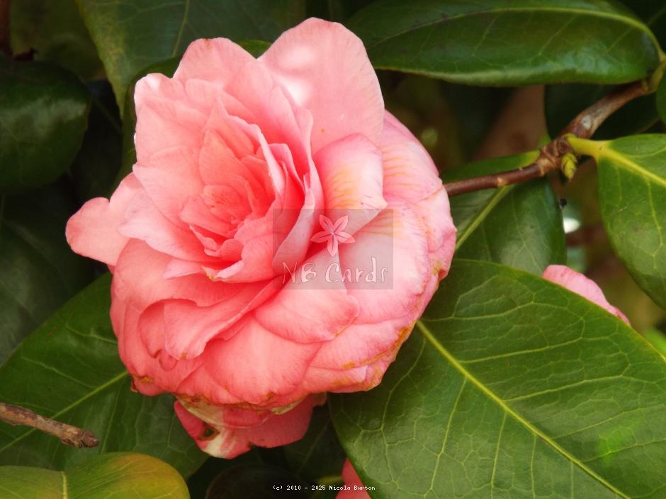 Magnolia