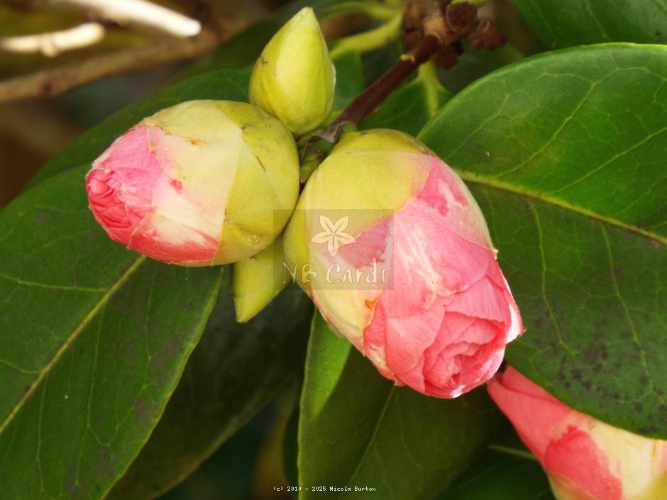 Magnolia