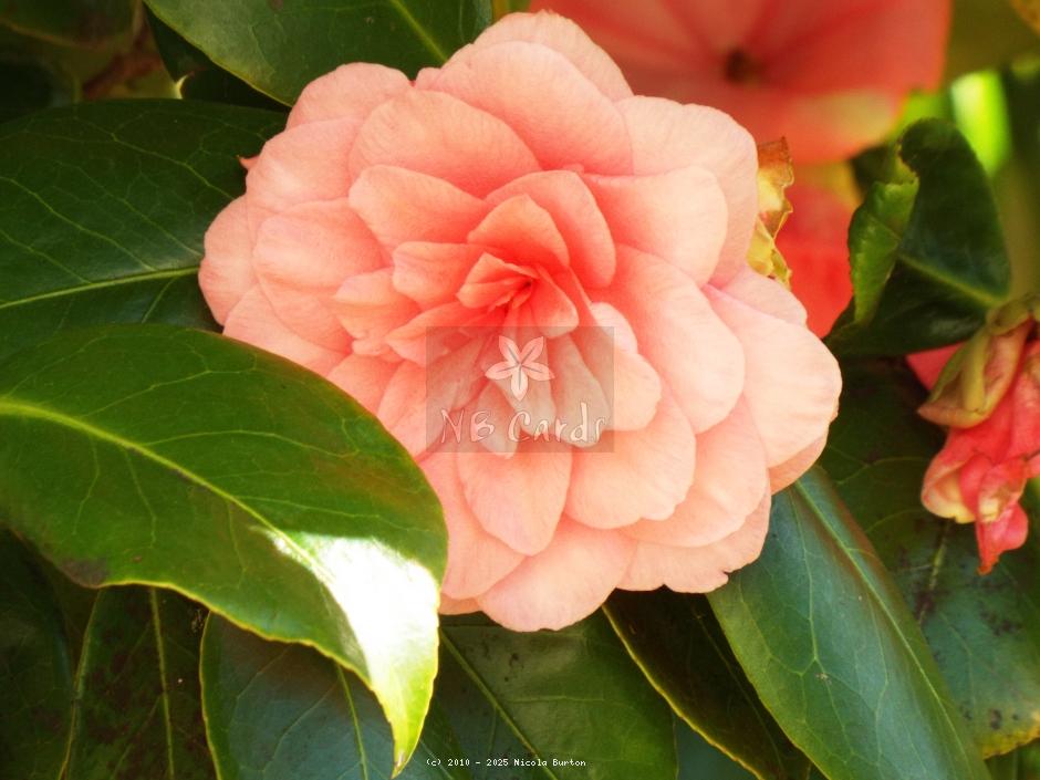 Magnolia