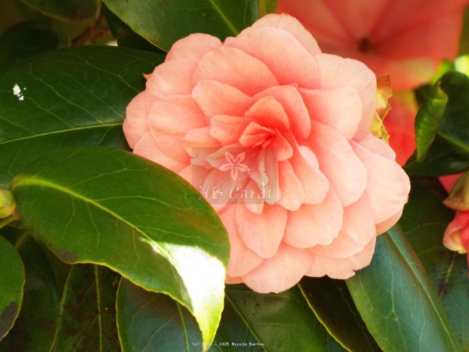 Magnolia