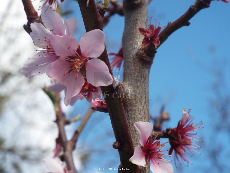 Nectarine