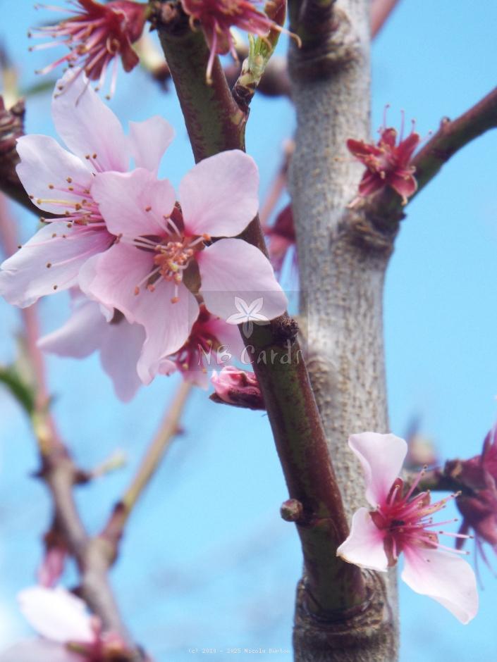 Nectarine