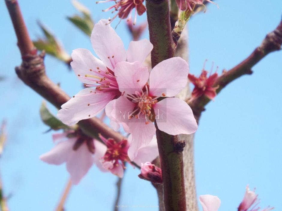 Nectarine