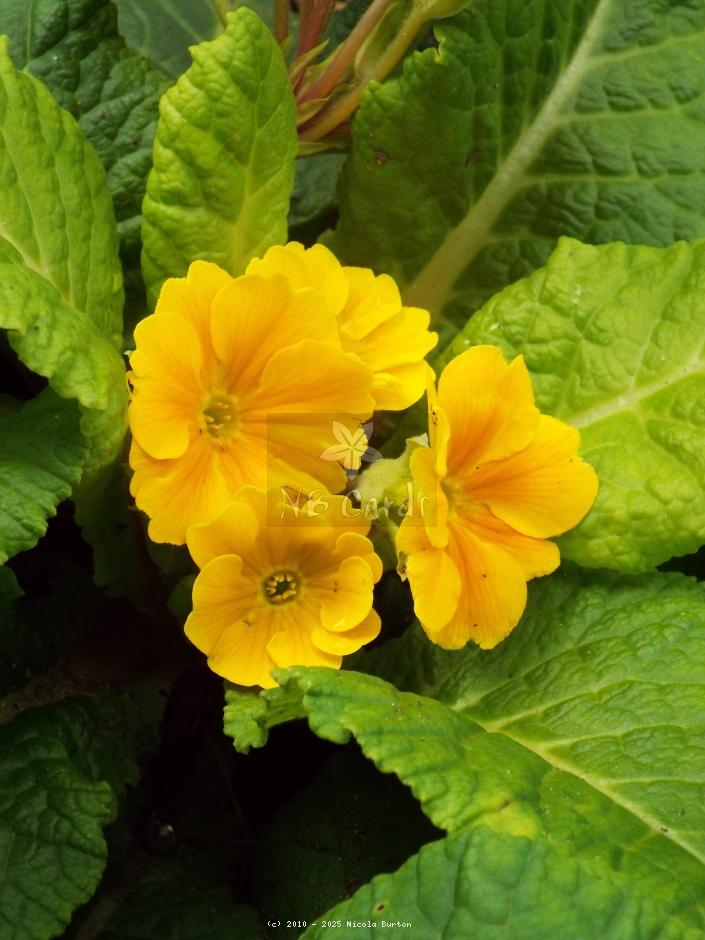 Primrose