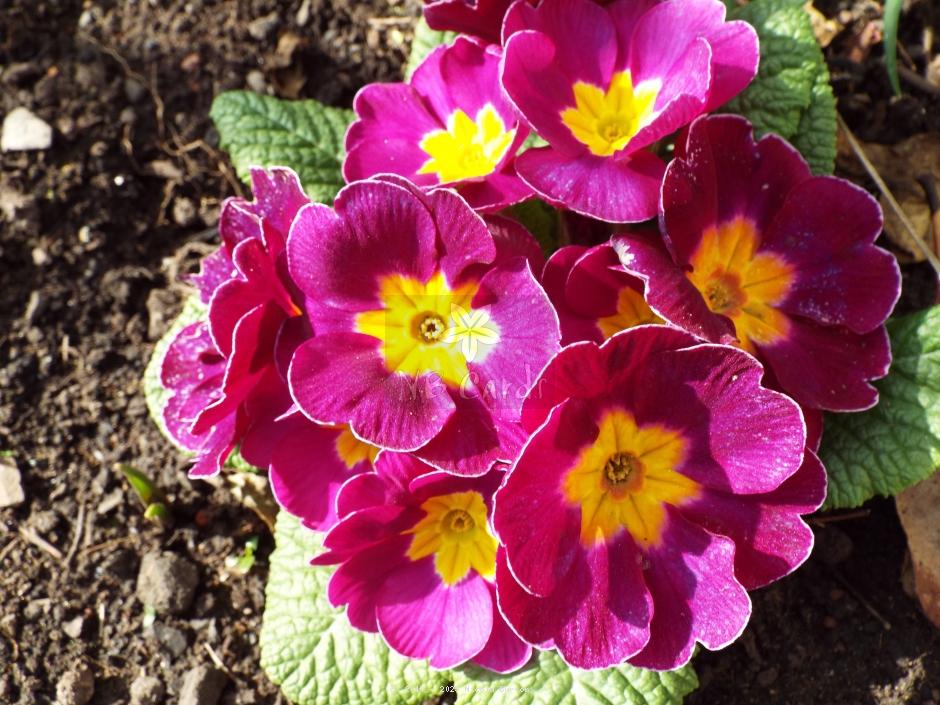 Primrose