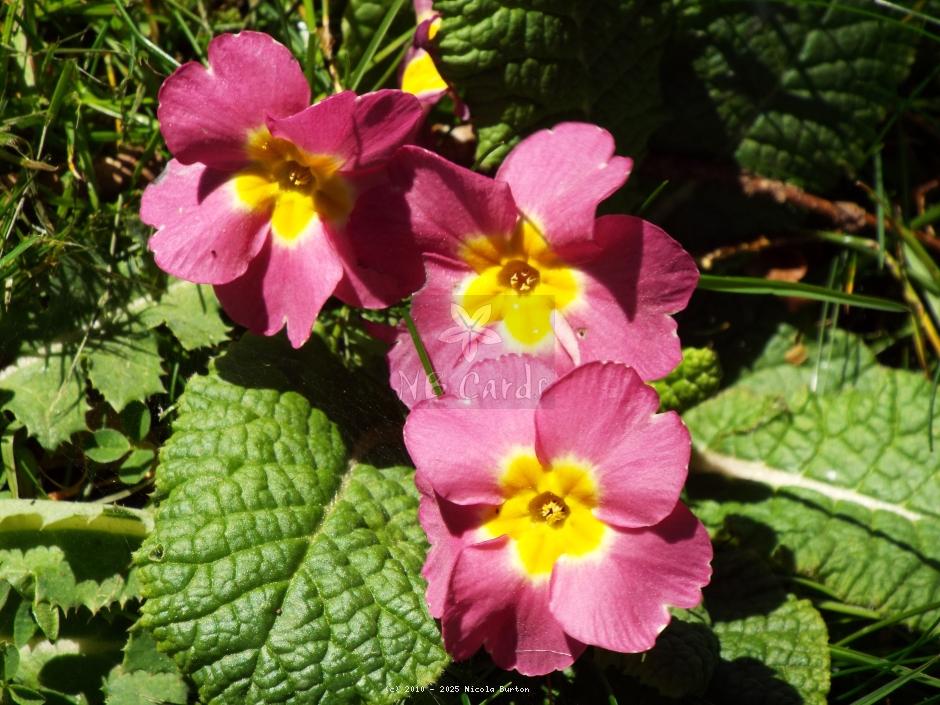 Primrose