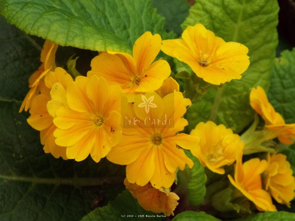 Primrose