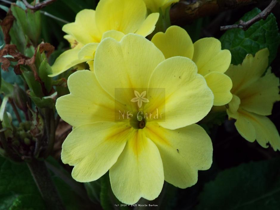 Primrose