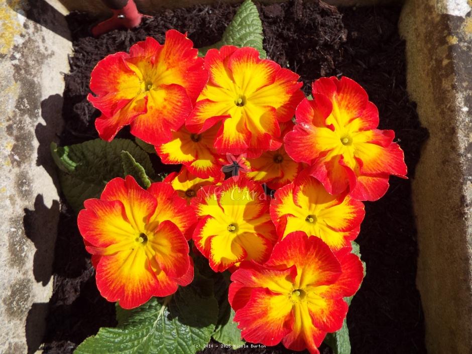 Primrose