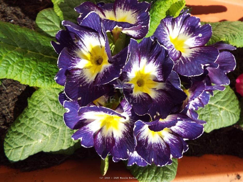 Primrose