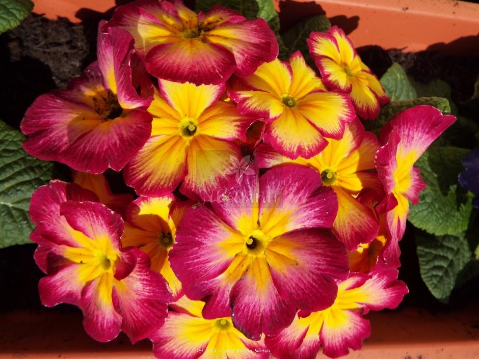 Primrose