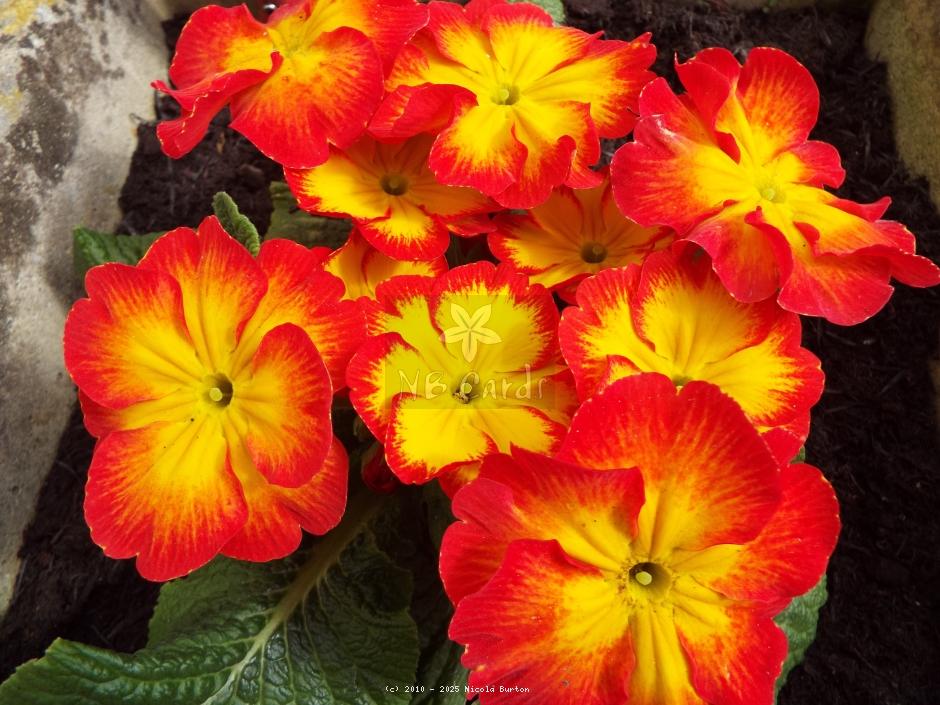 Primrose