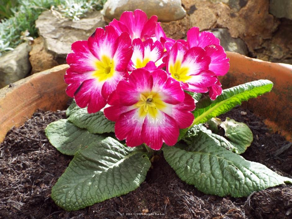 Primrose