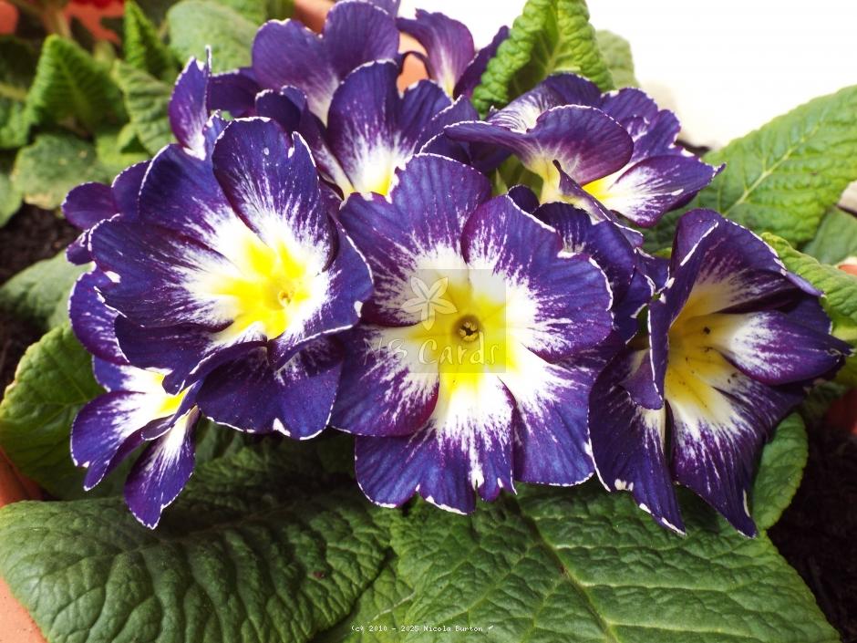 Primrose