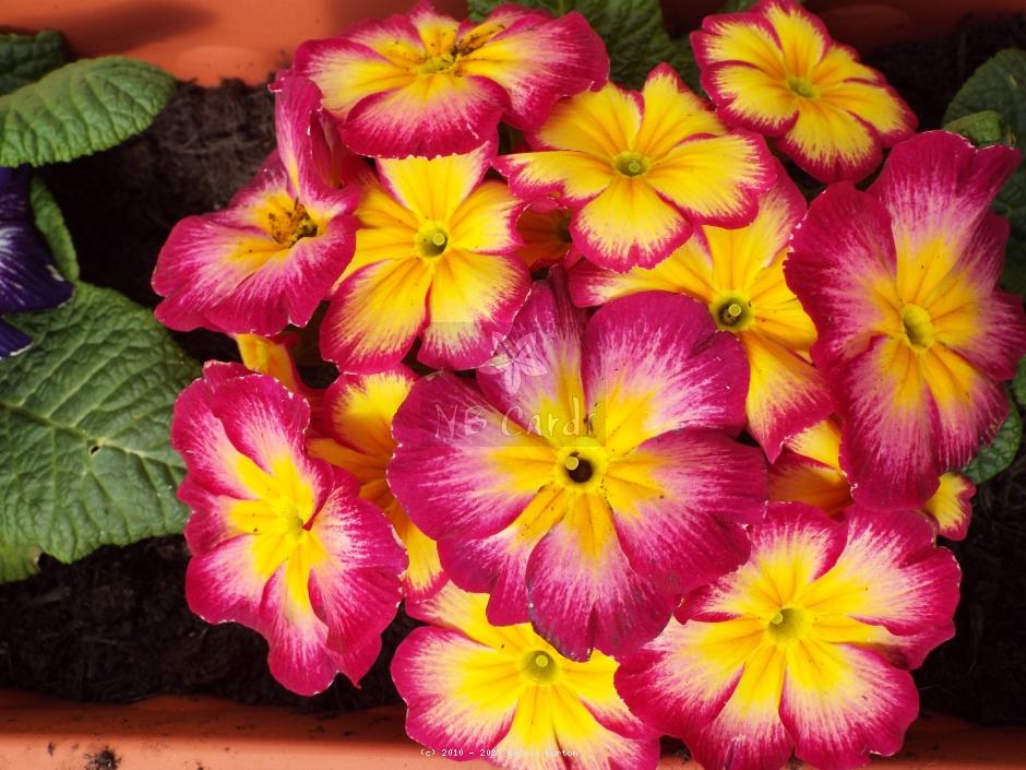 Primrose